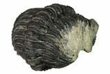 Bargain, Enrolled Drotops Trilobite - About Around #171565-3